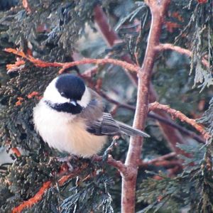 Meet your Posher, Barbara